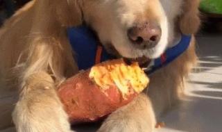 狗狗可以吃南瓜饭吗 狗狗能吃南瓜吗